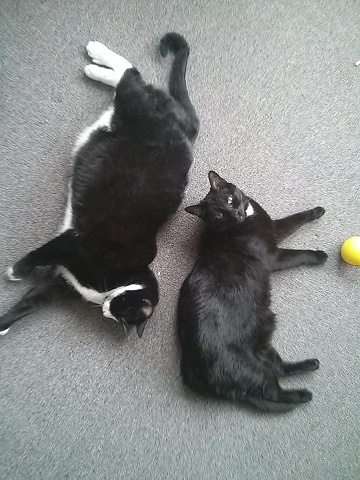 10411984 10152567530583523 973673754098593199 N